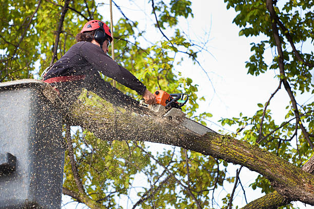 Best Large Tree Removal  in Coto De Za, CA